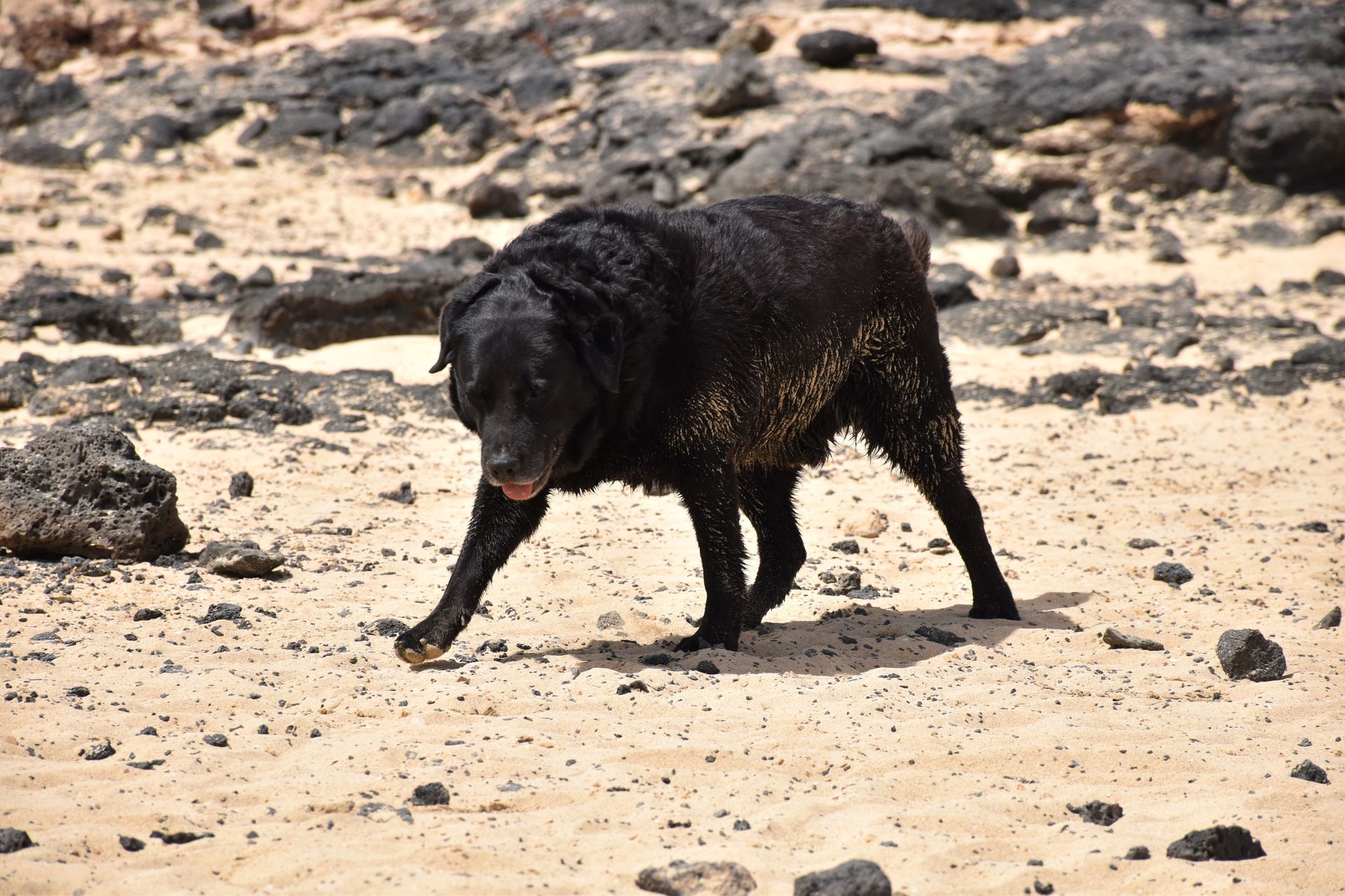 Shadow the windsurf school dog on the beach